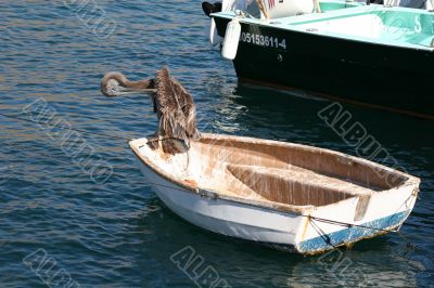 Bird on a Boat