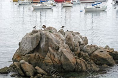 Birds on Rocks