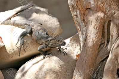 Black Iguana on Rocks