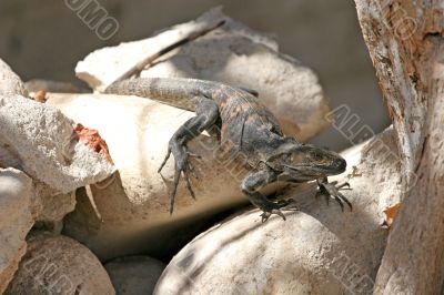 Black Iguana