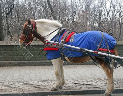 Carriage Horse