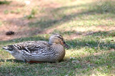 Female mallard