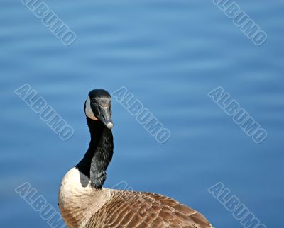 Goose and Water