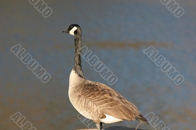 Goose at Lake