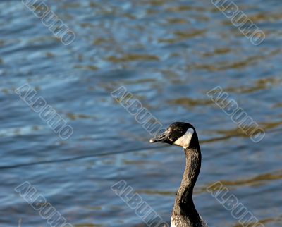 Goose Looking