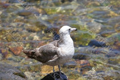 Gull in the Water