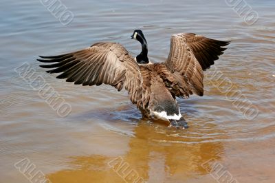 Landing Goose