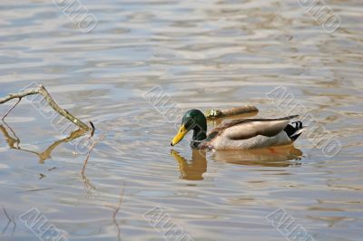 Mallard