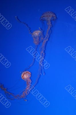 Jellyfish Aquarium 2