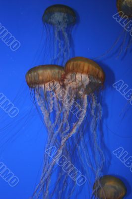 Jellyfish Aquarium 5