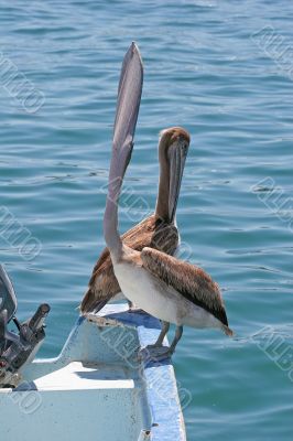 Pelican Eating