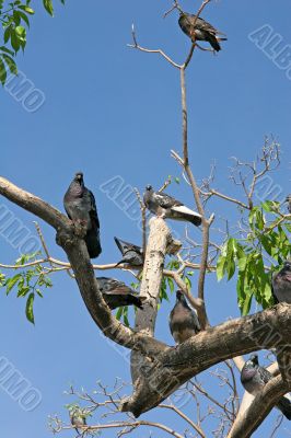 Pigeons Watching Camera