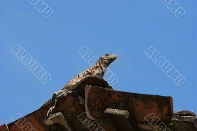 Rooftop Iguana