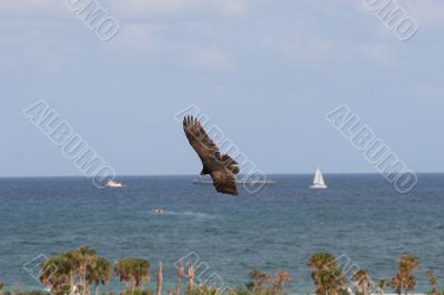 Sea Bird of Prey