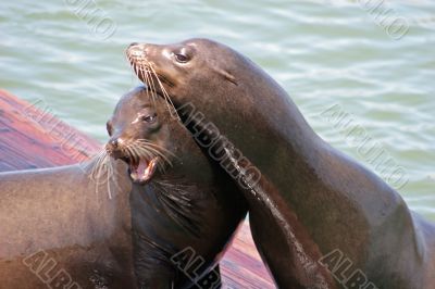 Sea Lions 11
