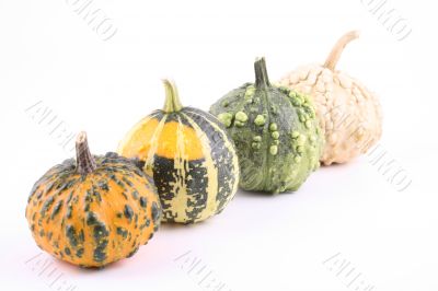 pumpkins