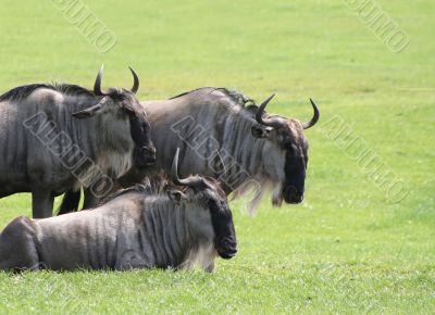 Brindled Gnu