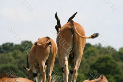 Common Eland - antelope