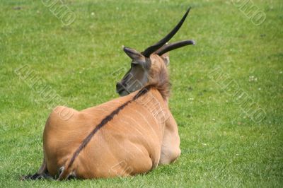 alone eland