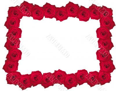 beautiful rose frame