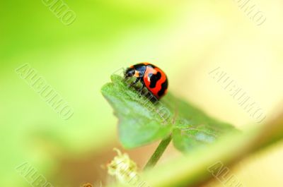 Ladybird on a leaf