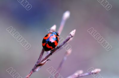 Ladybird on top of dry stalk
