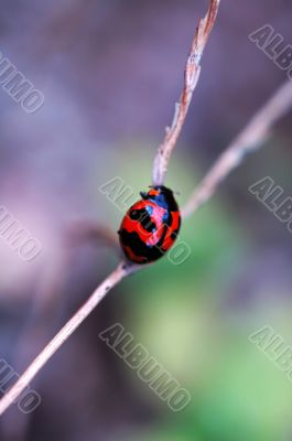 Ladybird climbing along stalk