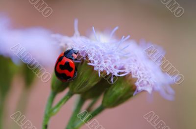 Climbing ladybird