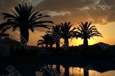 palm tree and sunset