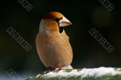 Hawfinch bird