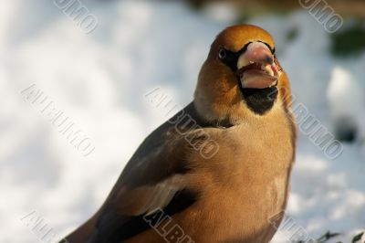 Gormandizer bird