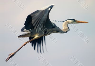 flying heron bird