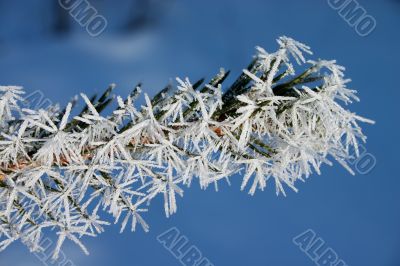 fir branch with hoar