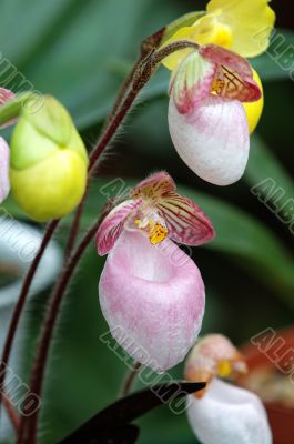 Pink lady slipper (orchid)