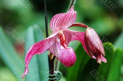 Pink lady slipper (orchid)