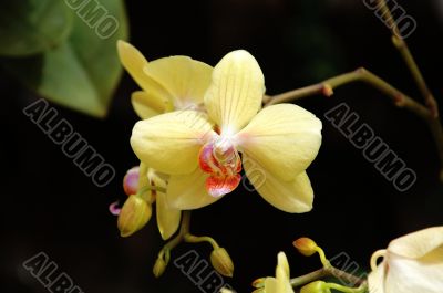 Yellow orchid