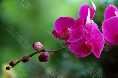 Pink orchid