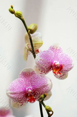 White orchid with pink spots