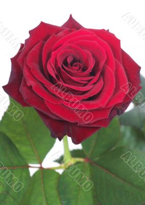 beautiful roses close up -over white