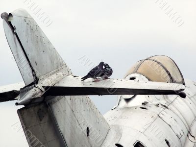 Birds and the aircraft