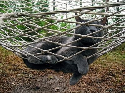 Cat in a hammock