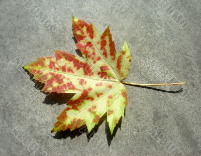 Wild Autumn Maple Leaf