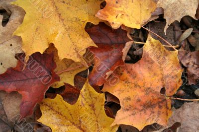 Fall Forest Floor Up Close