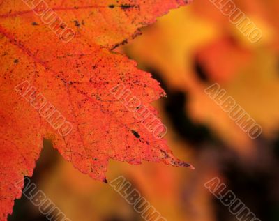 Orange Maple Leaf
