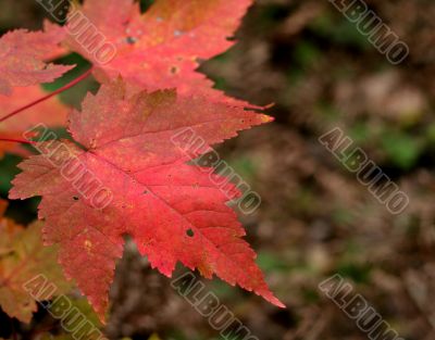 Red Maple Leaves