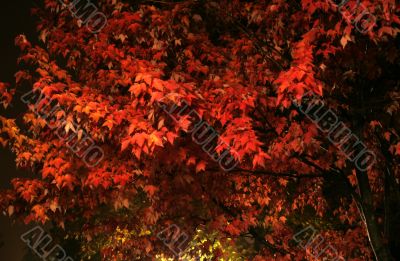 Autumn Fire