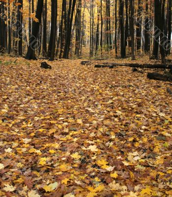 Fall Forest Floor