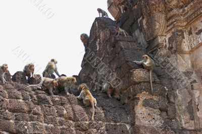 Phra Prang Sam Yod Monkeys