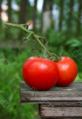 Two tomatoes