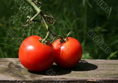 Two tomatoes